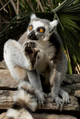 ring lemur