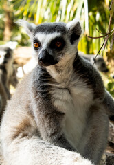 ring lemur