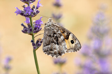 Wing underside view of an Anatolian Grayling (Hipparchia pellucida) feeding on lavernder flowers in July