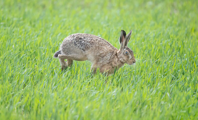 Brown hare juvenile, running, close up, on the grass in the summer time