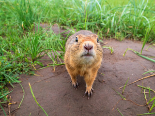 Prairie  dog looking at a camera on a grassy field