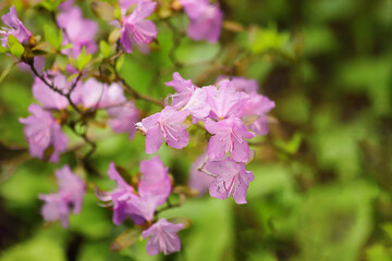 Branch of a blossoming Rhododendron dauricum shrub with beautiful purple flowers as a background. Photo with copy space