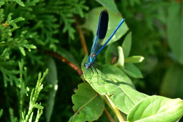 Dragonfly Calopteris virgo on flower leaves close up