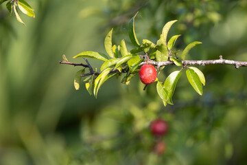 Wild fruit growing in Florida — probably a species of wild plum. It might be flatwoods plum...