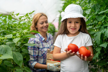 Happy family working in organic greenhouse. Woman and child growing bio plants in farm garden.