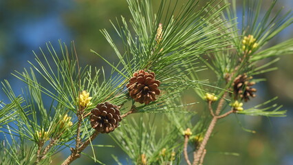 Pine Branch With Flowering Cones. Young Female Cone Flowering In Early Spring. Trees On Wild Nature. Pan.