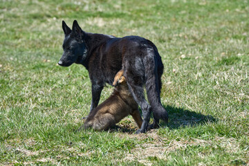 Beautiful German Shepherd puppy with his mother on a meadow on a sunny summer day in Skaraborg Sweden