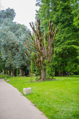 a tree with a lot of branches is in the middle of a park