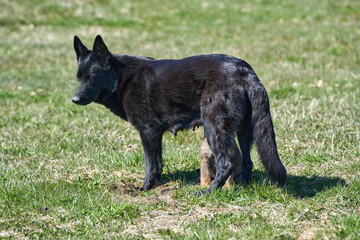 Naklejka premium Beautiful German Shepherd puppy with his mother on a meadow on a sunny summer day in Skaraborg Sweden