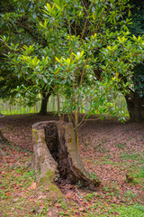 Tree stump amid forest with tree in background, natural landscape