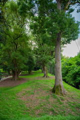 Green trees lining path in park create natural landscape