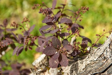 Red bushes bloom on the streets of Munich in spring. in one of the courtyards of the city of Munich