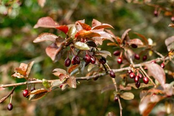Red bushes bloom on the streets of Munich in spring. in one of the courtyards of the city of Munich