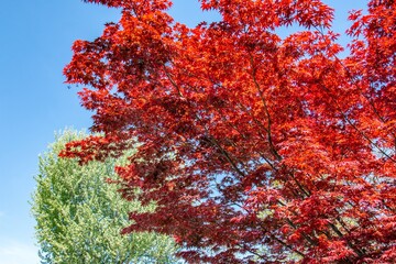 Red bushes bloom on the streets of Munich in spring. in one of the courtyards of the city of Munich