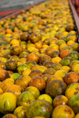 Freshly picked oranges on a conveyor belt - stock photo