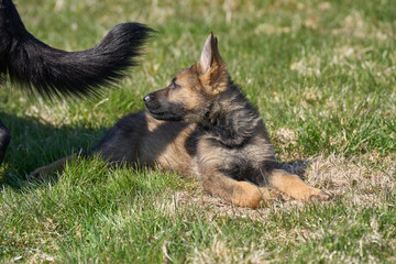 Beautiful German Shepherd puppy with his mother on a meadow on a sunny summer day in Skaraborg Sweden