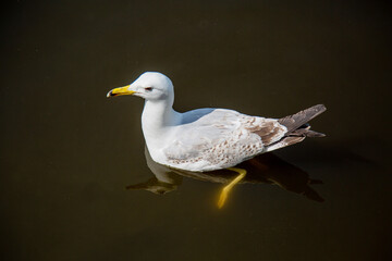 A silvery white seagull floating on the water on a clear sunny day. Birds, ornithology, ecology.