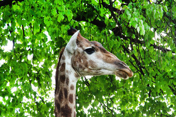 Giraffe's head on a background of green tree branches on a sunny day.  Animals, mammals, predators.