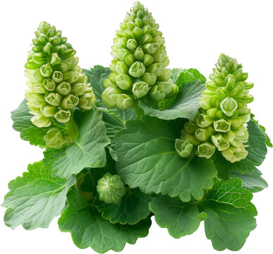 A close-up of a group of green flower buds with large leaves. The buds are arranged in a cluster. The leaves are arranged in a fan shape around the buds.