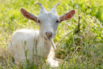Obraz premium A young white pure goat lies on a pasture in spring.