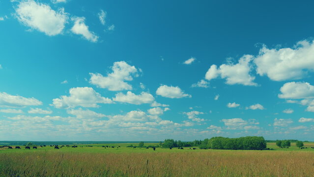 Cows On Summer Morning Pasture. Cows Grazing On Pasture. Field Of Cows Grazing At Day.
