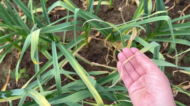 Close-up Garlic Leaves Turn Yellow in the Vegetable Summer Garden. Chlorosis concept, Deficiency in Garlic Sprout.
