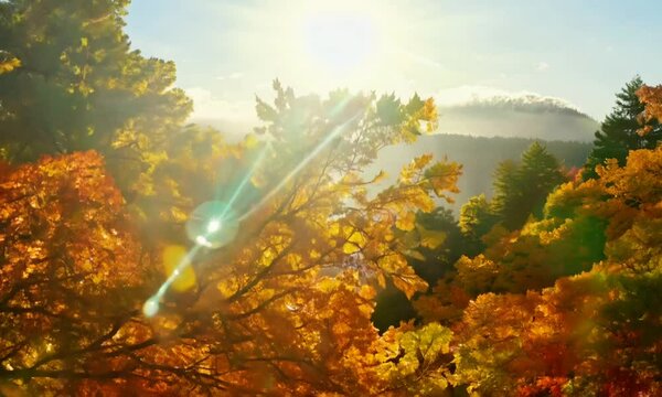 Autumn forest nature. Vivid morning in colorful forest with sun rays through branches of trees. Scenery of nature with sunlight.