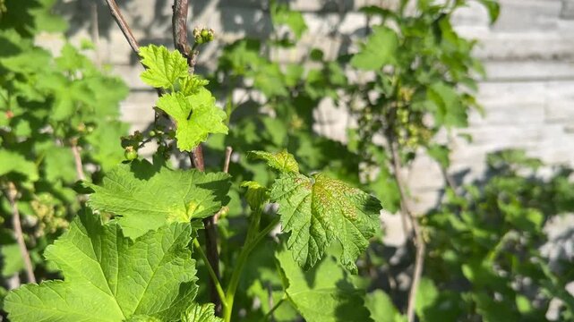 Redcurrant Blister Aphid or Cryptomyzus ribis on swelling leaves of Redcurrant or Ribes rubrum. Currant disease.
