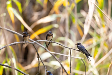 swallow, bird, nature, wildlife, animal, green, beak, grass, reed, birds, hummingbird, wild, fauna, blue, tree, branch, yellow, spring, tropical, summer, warbler, small