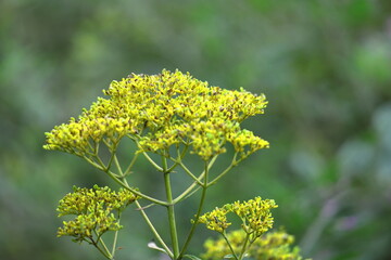 はかなげな繊細な花姿