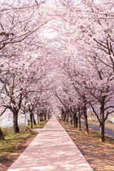 Cherry blossoms, the epitome of spring flowers, Suncheon Dongcheon Cherry Blossom Road.