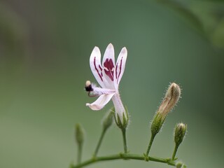 Sambiloto flower (Andrographis paniculata) with blur background