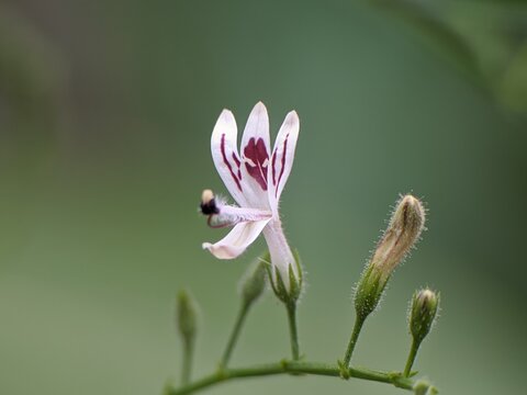 Sambiloto flower (Andrographis paniculata) with blur background