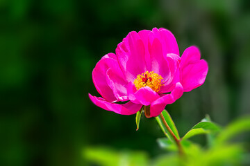 Fototapeta premium A peony with very beautiful large flowers.