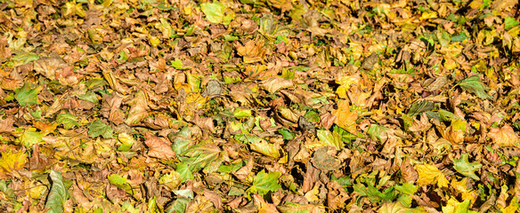 Colorful maple leaves laying on the ground, lighted with the sunlight