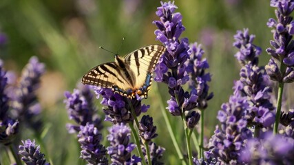 Butterfly on lavender flowers
