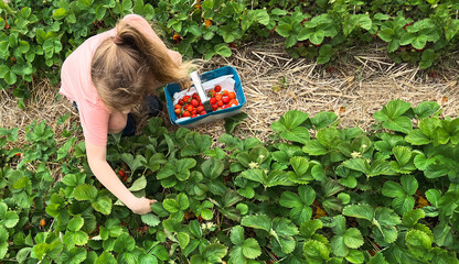 Child girl picking strawberries in a field with a basket full of fresh strawberries, banner