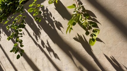 Tree branches with leaves on a wall background