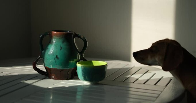 Cute funny dog at table in kitchen, dachshund looking for food, funny kawai puppy. diet, stylish home, healthy lifestyle concept. flowers and fruits. idyllic picture, perfect vibe video footage 4k