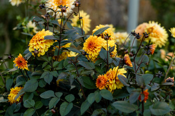 Dahlia yellow and orange flowers in garden