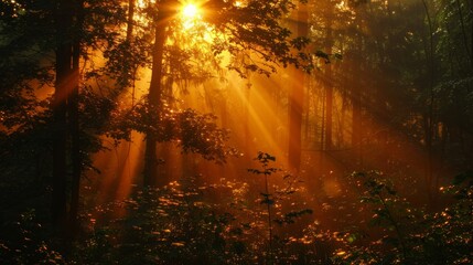 Obraz premium Beautiful forest view with sunset