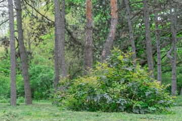 Old pine forest on sunny day. Panorama of natural coniferous trees. Evergreen trunks of spruce plant in woodland. Getting away from it urban problems on wonderland of pine grove. Wildlife landscape.