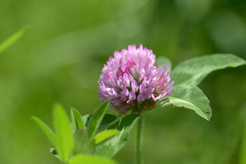 ムラサキツメクサ