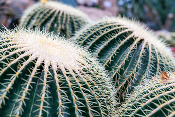 Be careful not to get pricked by the thorns! A pretty round cactus.