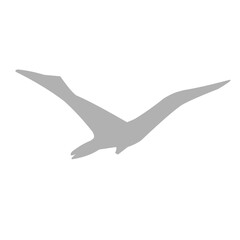 Silhouettes of birds