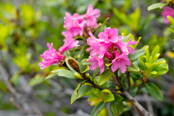 Nahaufnahme einer Alpenrose im Graubünden