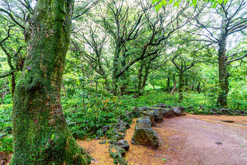 Scenery on a rainy day in Bijarim Forest, which is designated and protected as a natural monument.