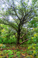 Scenery on a rainy day in Bijarim Forest, which is designated and protected as a natural monument.