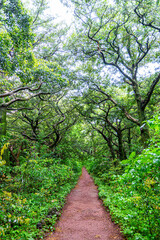 Scenery on a rainy day in Bijarim Forest, which is designated and protected as a natural monument.
