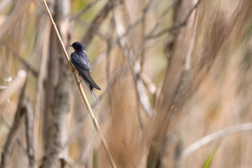 swallow, bird, nature, wildlife, animal, green, beak, grass, reed, birds, hummingbird, wild, fauna, blue, tree, branch, yellow, spring, tropical, summer, warbler, small